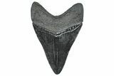 Fossil Megalodon Tooth - South Carolina #362281-1